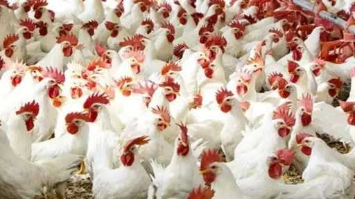 شعبة الدواجن: انخفاض الأسعار 30% بعد رمضان.. ودعوات لإنشاء مخازن حكومية