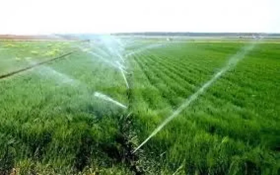 الزراعة تحذر من ري القمح في هذه المحافظات