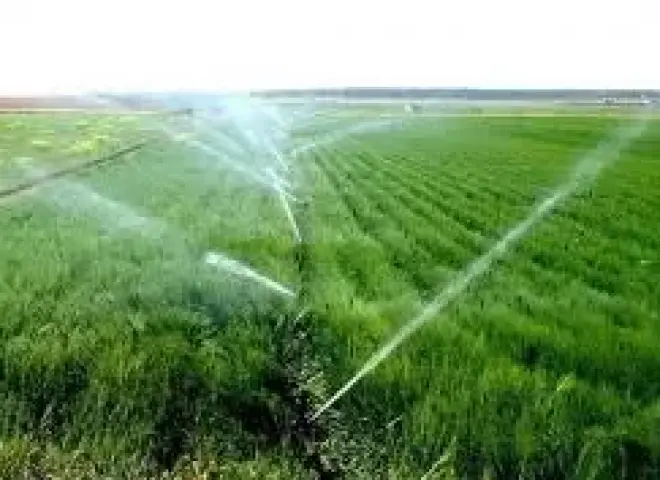 الزراعة تحذر من ري القمح في هذه المحافظات