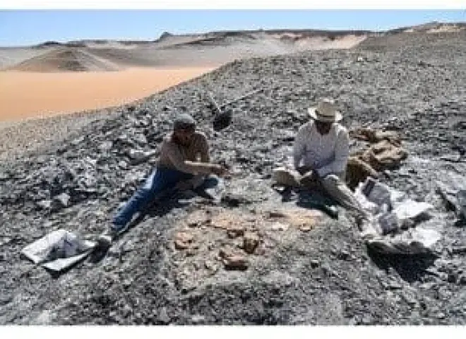 اكتشاف أول سلحفاة بحرية عملاقة من عصر الديناصورات.. تفاصيل