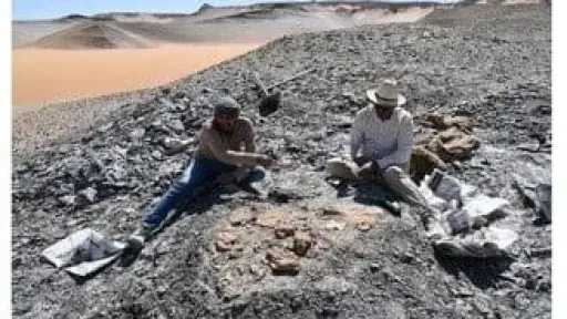 اكتشاف أول سلحفاة بحرية عملاقة من عصر الديناصورات.. تفاصيل