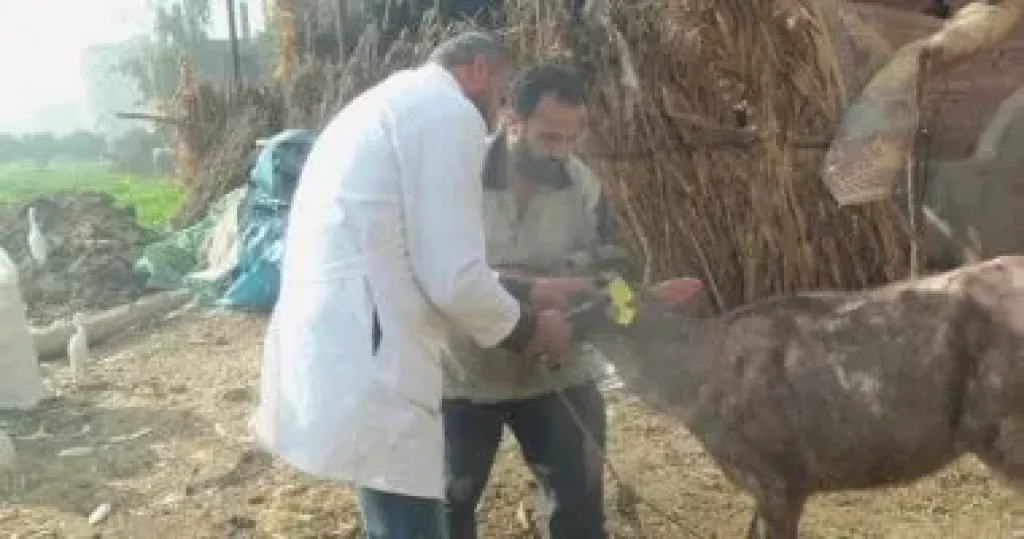 لمدة شهر.. انطلاق الحملة القومية الأولى لعام 2026 للتحصين ضد الجلد العقدي في الأبقار وجدري الأغنام