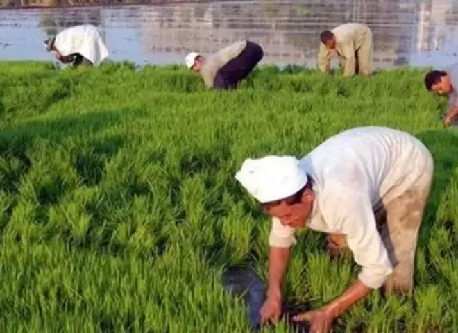 خبير زراعي يدعو لتأجيل زراعة القطن والذرة والأرز حتى استقرار الأحوال الجوية