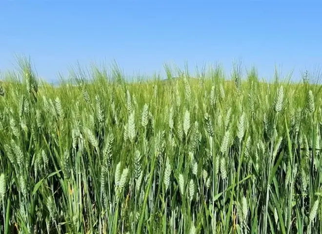 الإرشاد الزراعي يوجه توصيات عاجلة لحماية القمح