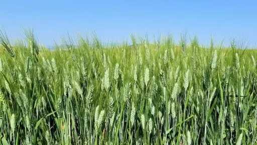 الإرشاد الزراعي يوجه توصيات عاجلة لحماية القمح