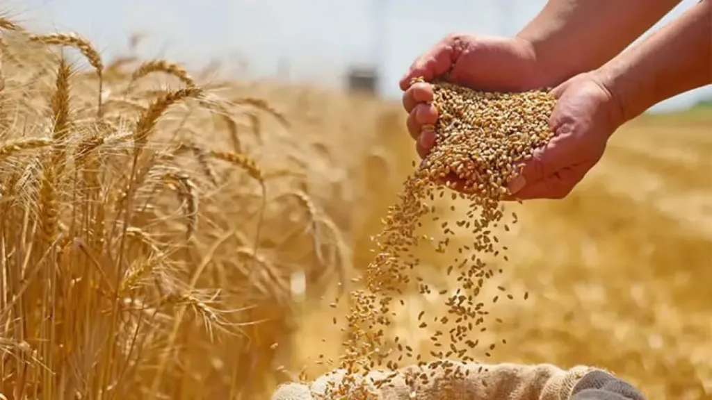 الزراعة: اقتراب الاكتفاء الذاتي من قمح الخبز