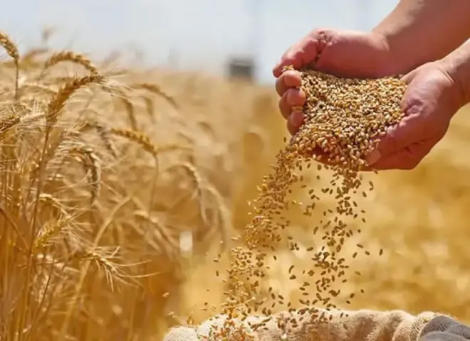 الزراعة: اقتراب الاكتفاء الذاتي من قمح الخبز