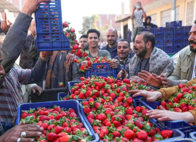 مركز المناخ يكشف أسرار تقلب أسعار الطماطم والفراولة