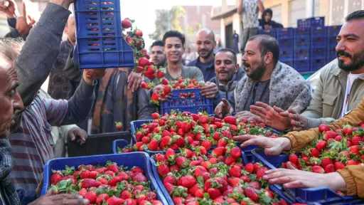 مركز المناخ يكشف أسرار تقلب أسعار الطماطم والفراولة