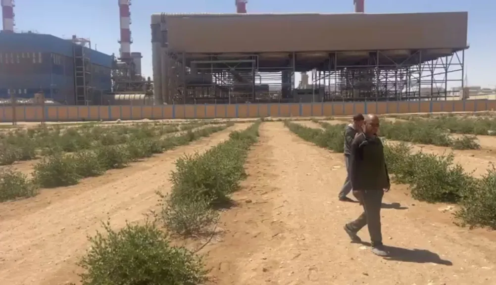 الجوجوبا .. تفاؤل ينعش زراعة الذهب السائل في مصر