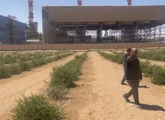 تفاؤل بعودة ربحية زراعات الجوجوبا في مصر