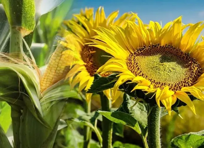 مزارعو فرنسا يتحولون إلى عباد الشمس هربا من تكاليف الذرة الباهظة