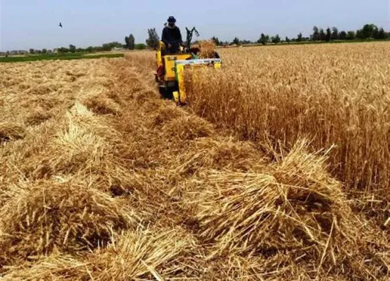 الزراعة توجه توصيات مهمة قبل موسم حصاد القمح