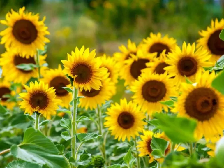 مواعيد زراعة عباد الشمس وإنتاجية الفدان