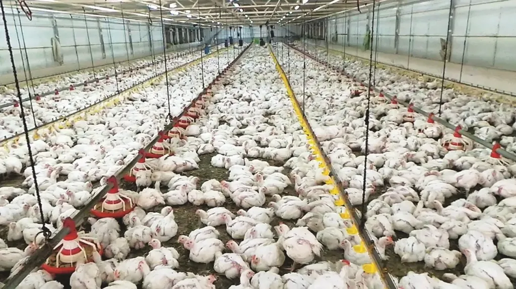 برلماني: مزارع الدواجن مفتاح الأمن الغذائي وتقليل الاستيراد