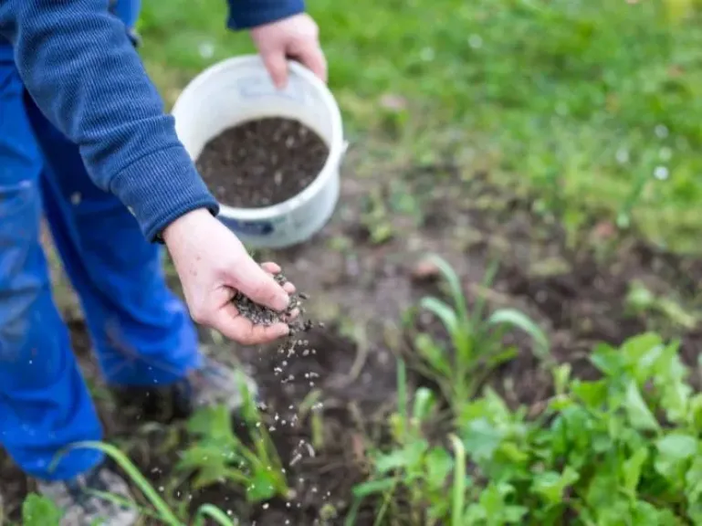 الزراعة تكشف حقيقة نقص الأسمدة في الجمعيات الزراعية