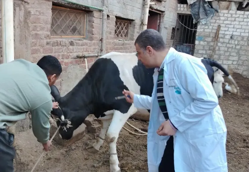 سوهاج تطلق حملة تحصين ضخمة للماشية المهددة