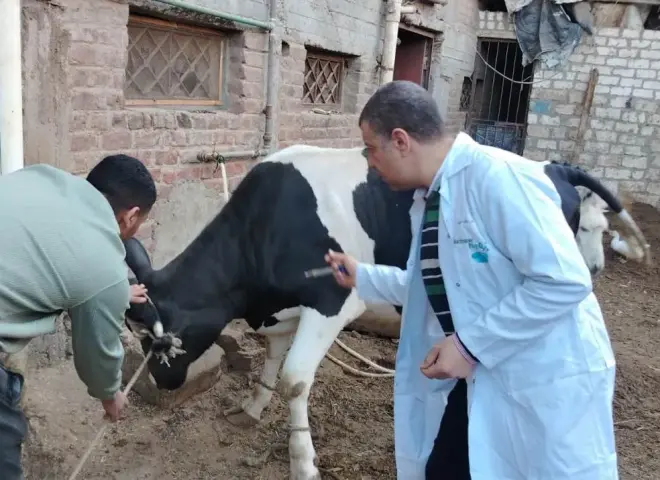 سوهاج تطلق حملة تحصين ضخمة للماشية المهددة