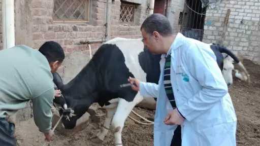سوهاج تطلق حملة تحصين ضخمة للماشية المهددة