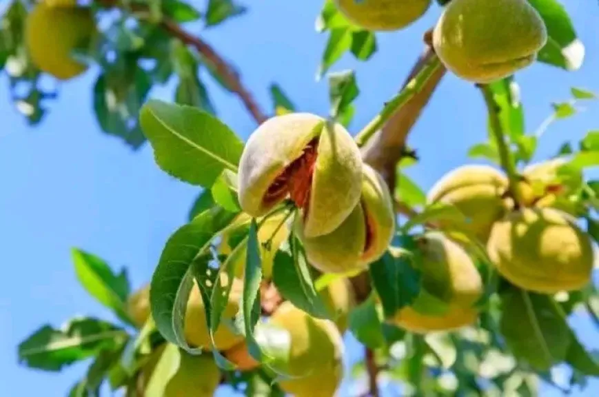 شمال سيناء تشهد طفرة كبيرة في زراعة اللوز