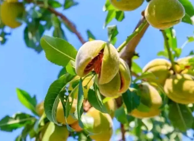 شمال سيناء تشهد طفرة كبيرة في زراعة اللوز