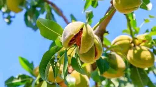 شمال سيناء تشهد طفرة كبيرة في زراعة اللوز