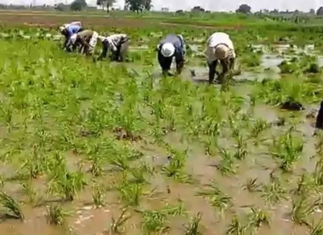 برلماني يطالب بزيادة زراعة الأرز لدعم الفلاحين