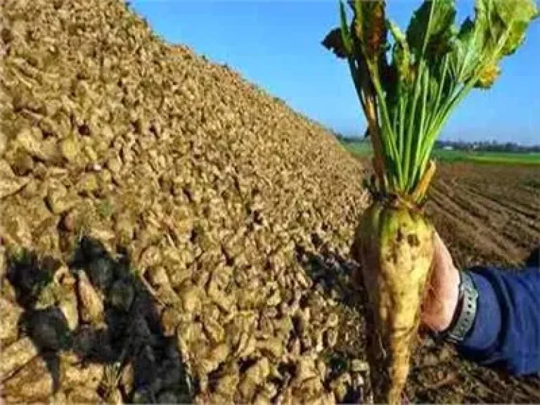 20 مليون دولار حصيلة مخلفات البنجر في شركة الدلتا للسكر