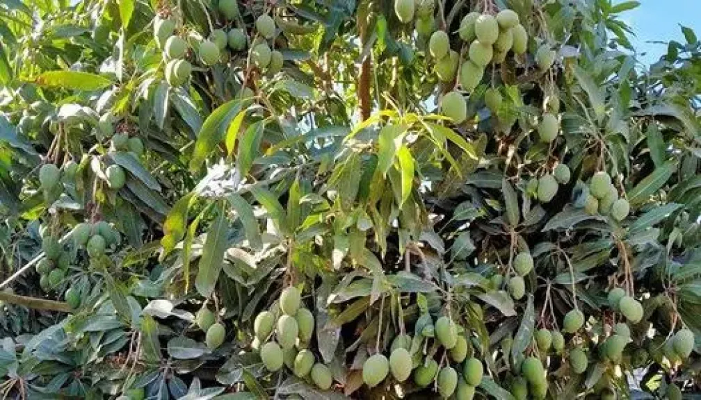 دليل شامل لمكافحة الأمراض والآفات في المانجو