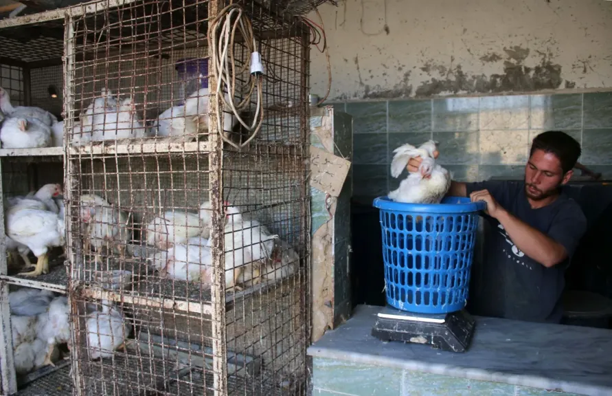 قاطع الفروج.. حملة شعبية تكسر حدة الأسعار في ريف دمشق