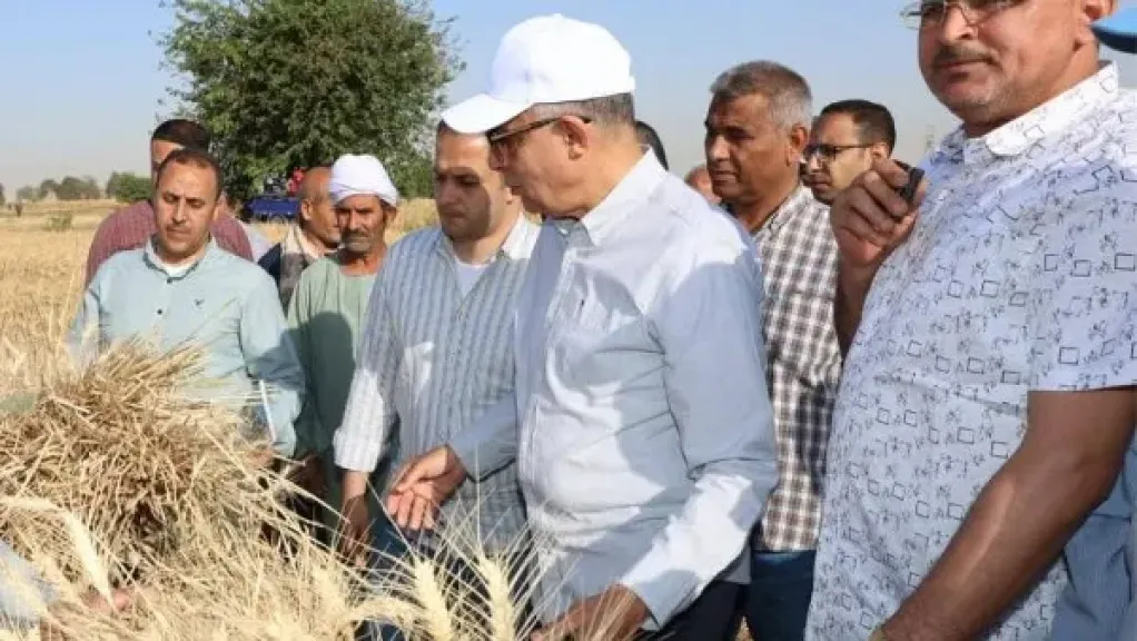 المنيا تحقق طفرة بزراعة 232 ألف فدان قمح