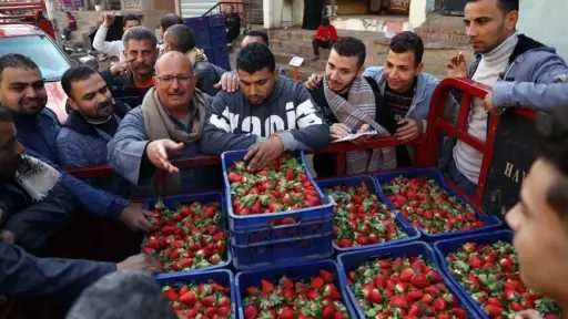 استقرار الفراولة بعد أزمة العيد.. تعرف على سعرها في الأسواق