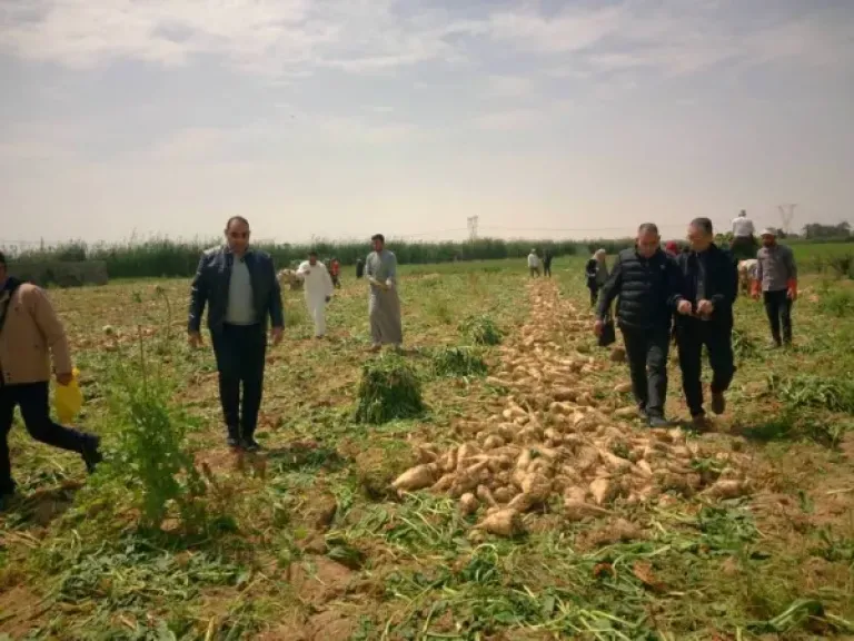 انطلاق موسم حصاد بنجر السكر بالإسكندرية على مساحة 10 آلاف فدان