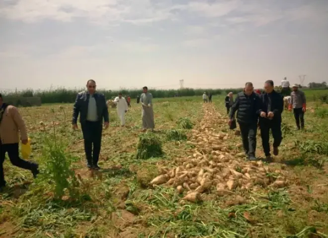 انطلاق موسم حصاد بنجر السكر بالإسكندرية على مساحة 10 آلاف فدان