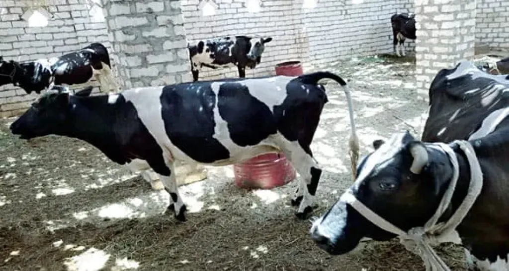 دليل شامل لحماية الماشية والإنتاج خلال موجات الأمطار