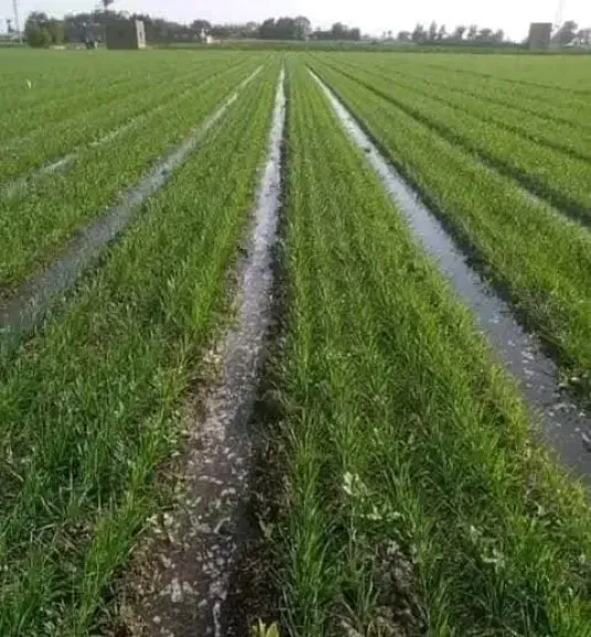 مركز المناخ يحذر من موجة الطقس: وقف ري المحاصيل ضرورة عاجلة