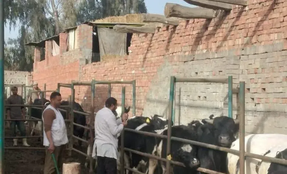 تحصين 36 ألف رأس ماشية ضد مرض الجلد العقدي في الدقهلية