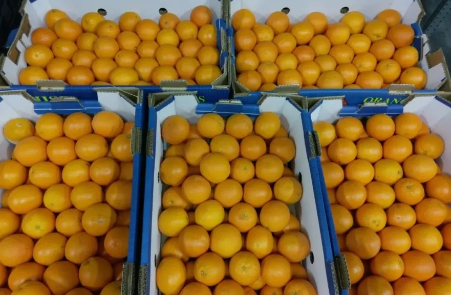 الحاصلات الزراعية والأغذية المصرية تحظى بإقبال كبير في السوق الخليجية