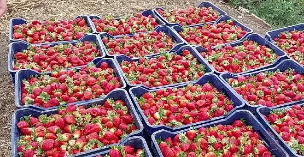 مزارعون يواجهون خسائر مع تراجع أسعار الفراولة بالمنوفية