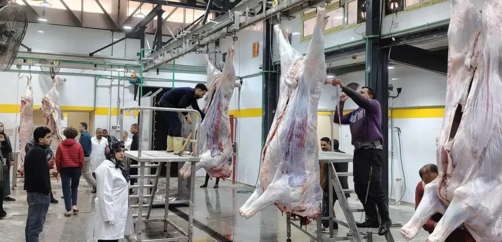 بدء التشغيل التجريبي لمجزر أبو كبير المطور  بالشرقية