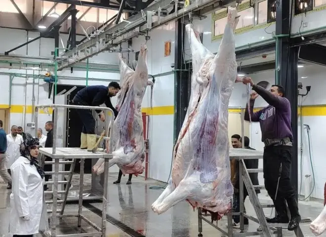 بدء التشغيل التجريبي لمجزر أبو كبير المطور  بالشرقية