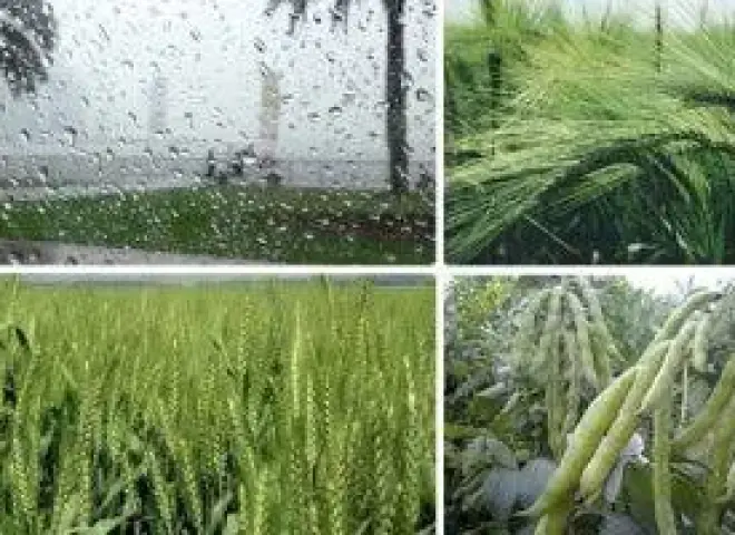 توصيات عاجلة من الزراعة لتلافي آثار موجة الطقس السئ