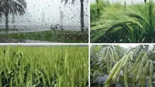 توصيات عاجلة من الزراعة لتلافي آثار موجة الطقس السئ