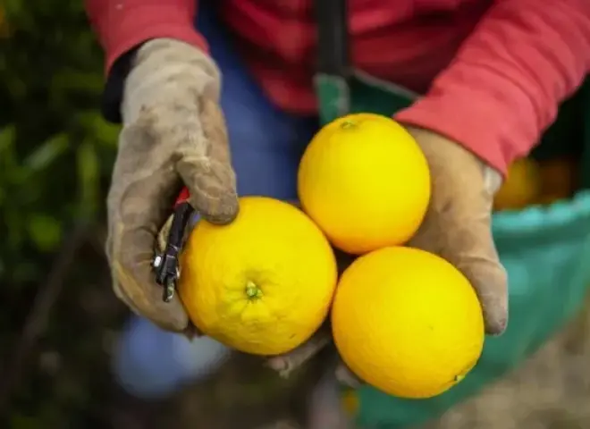 موالح جنوب أفريقيا تحت الضغط بسبب مخاطر نقص الديزل