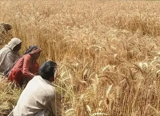 البنك الدولي يطلق خارطة طريق لإصلاح الزراعة في باكستان