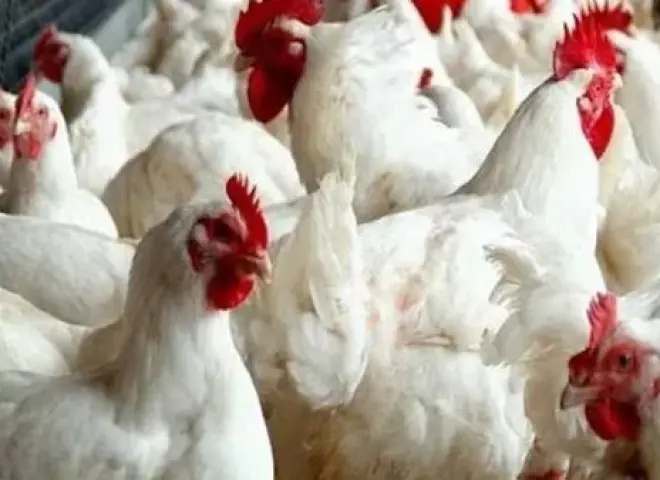 انخفاض أسعار الدواجن يهدد استقرار السوق والمربين