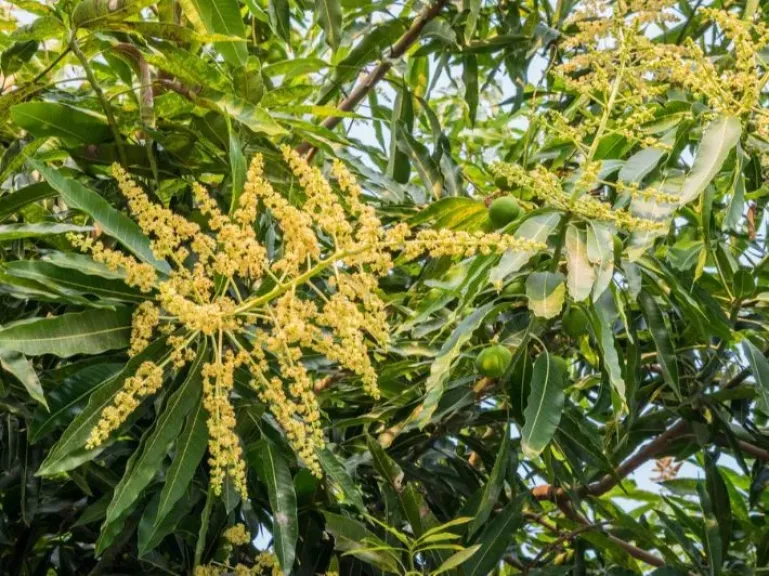 إجراءات ما بعد الأمطار لتحسين التلقيح والإنتاج الزراعي