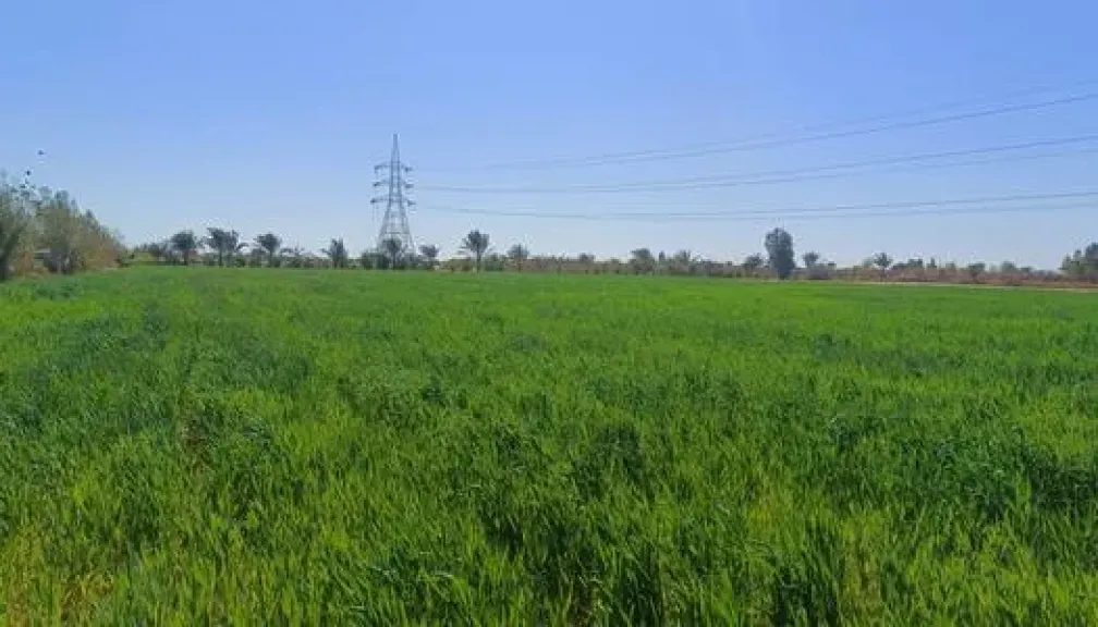 مركز المناخ يحذر من أضرار الرياح على الزراعة