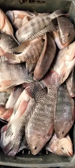 حماية البحيرات: إنتاج 14 طنًا من الأسماك المتنوعة يدعم خطة تنمية الثروة السمكية