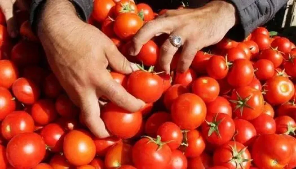 شعبة الخضروات تكشف موعد تراجع أسعار الطماطم